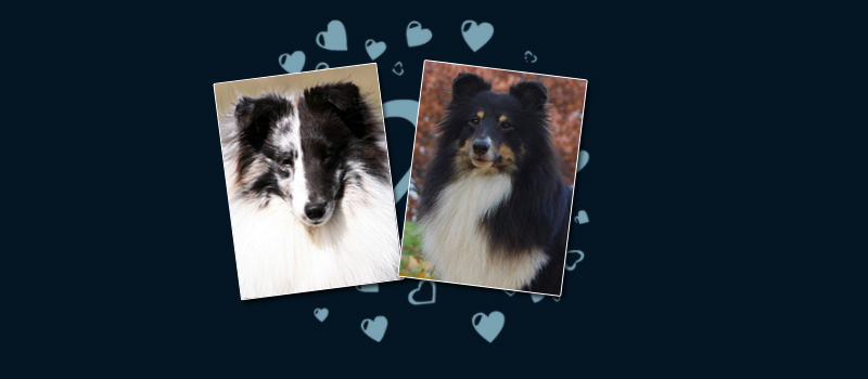 owczarek szetlandzki, sheltie