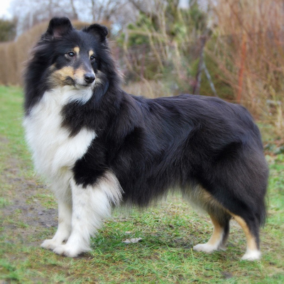 owczarek szetlandzki, sheltie